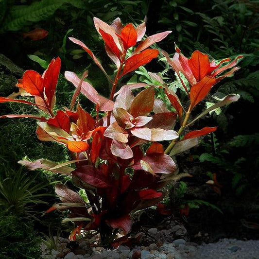 Ludwigia Repens Red Live Aquarium Plant | Fresh Stem Bunch | Easy Care Aquatic Plant | Ludwigia Natans Bare Root