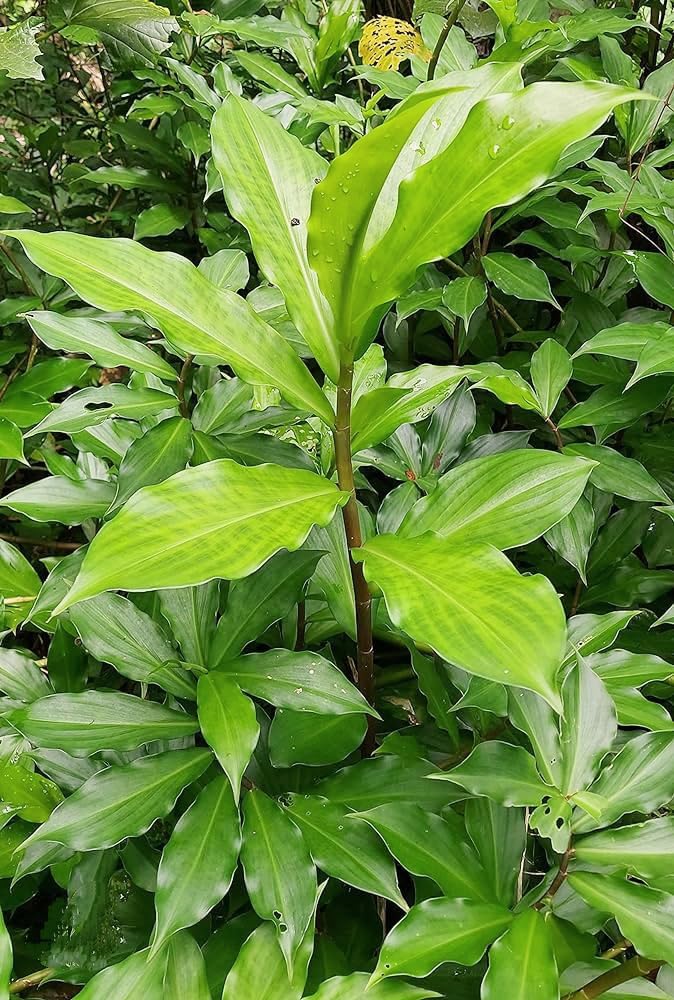 Well Rooted Insulin Plant Herb 3-5 Inches Costus igneus Spiral Ginger for Sugar Control, Medicinal, Ayurvedic Herb