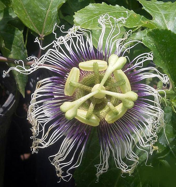Passion Fruit Plant | Possum Purple Vine | Passiflora edulis | Live Starter Plant for Garden, Patio, or Home Orchard