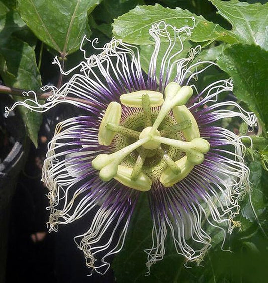 Passion Fruit Plant | Possum Purple Vine | Passiflora edulis | Live Starter Plant for Garden, Patio, or Home Orchard
