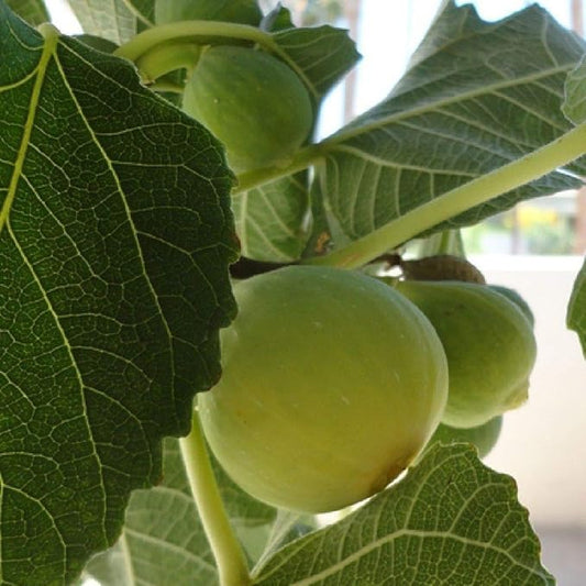 Kadota Fig Tree Live Plant – Ficus carica Bare Root Starter for Patio, Garden, Orchard – Cold-Hardy, Easy to Grow Fruit Tree