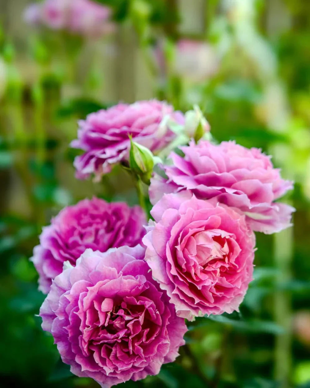 Super Rare Pink Sheherazade Rose Cuttings – Unrooted Pink Rose Grafting Propagation, Exotic Blooms, Rosa ‘Sheherazade’
