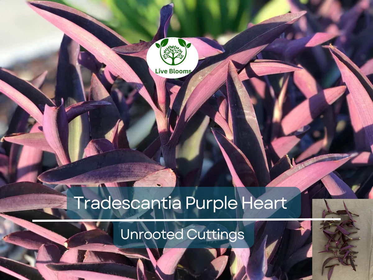 20 Unrooted Cuttings Tradescantia Purple Heart 3-5" (Tradescantia pallida) - Vibrant Purple Foliage for Indoor Garden Propagation