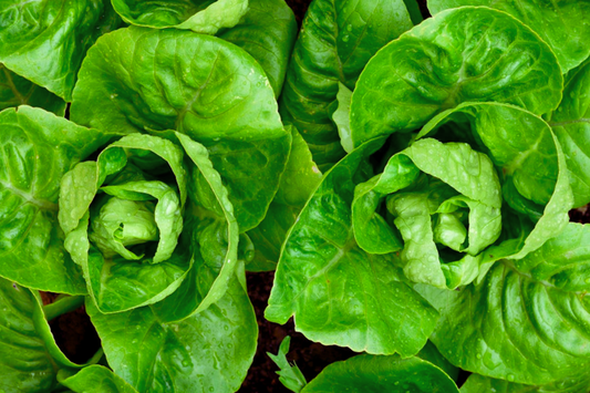 Little Gem Butterhead Lettuce Seeds - Non-GMO Vegetable Garden Seeds - Lactuca sativa - Compact, Fast-Growing, USA Grown
