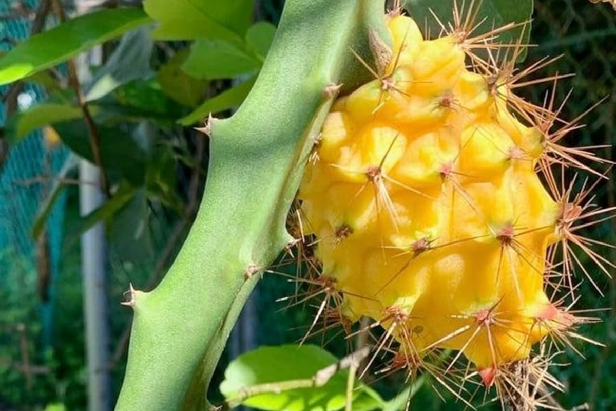 Yellow Dragon Fruit Cuttings - 2 Fresh 6" Cuttings - Sweet Tropical Cactus - Epiphyllum for Outdoor Gardens