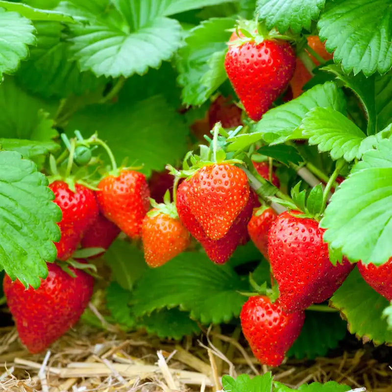 Sweet Sensation Strawberry Plants - 10 Bare Root Heirloom Non-GMO - Sweet Charlie Variety - Perfect for Home Gardens
