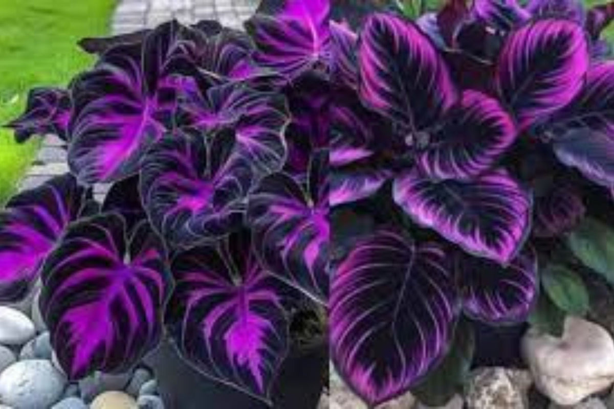 25+ Purple Tip Calathea Seeds - Tropical Foliage Plant for Indoor/Outdoor, Beautiful Calathea spp. with Couture Leaves
