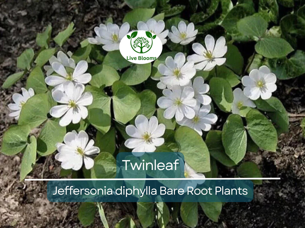 10 Bareroot Twinleaf Plants - Organic Jeffersonia diphylla - Rare Native Wildflower for Shade Garden - Pollinator-Friendly Perennial
