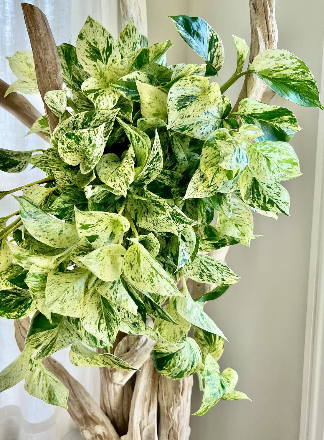 3 Snow Queen Pothos Cuttings – Variegated Epipremnum aureum Indoor Vine for Propagation, Easy Houseplant Starter