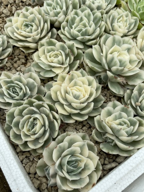 Echeveria Onslow Variegata Succulent – Rare Variegated Live Bare Root Plant 2–3 Inches, Easy Care, Colorful, Compact, Succulent Collection