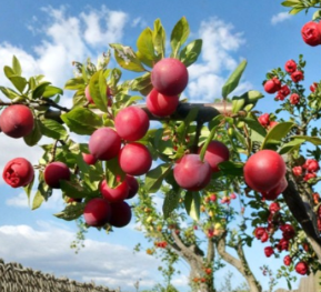 Wild Plum Cuttings Set of 12 Unrooted Prunus domestica for Propagation Garden Growing