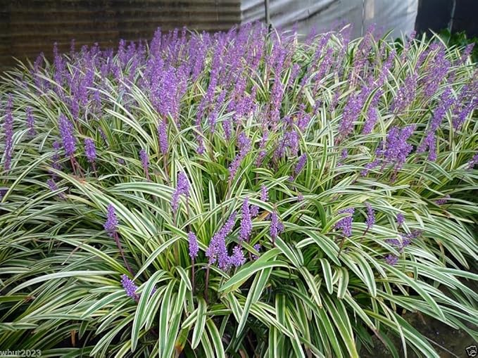 Variegated Monkey Grass Bare Roots | Liriope muscari ‘Variegata’ Hardy Groundcover for Landscaping, Borders & Edging