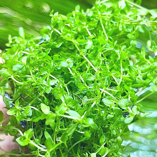 Live Aquarium Plant - Pearl Weed Hemianthus Micranthemoides, Freshwater Carpeting & Foreground Plant for Aquascaping