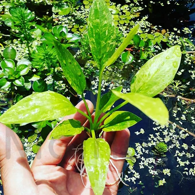 Amazon Sword Marble Queen Live Aquarium Plant | Small Bare Root Freshwater Echinodorus Variegated for Aquascaping
