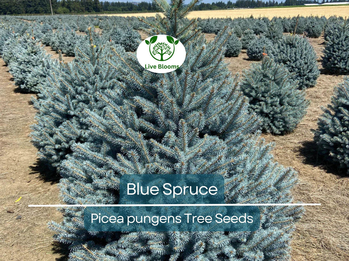 American Sycamore Tree Starter Plant | 2-3 Feet | Fast-Growing Shade Tree | Platanus occidentalis | Bare Root for Zones 3-9