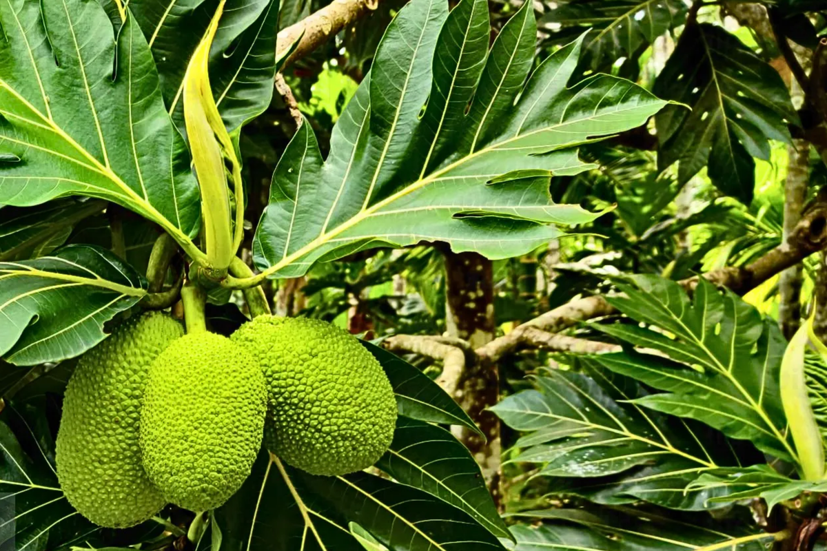 Grafted Breadfruit Tree Starter Plant 3'-4' Artocarpus altilis Tropical Live Fruit Tree Fast Yield High-Quality Fruit