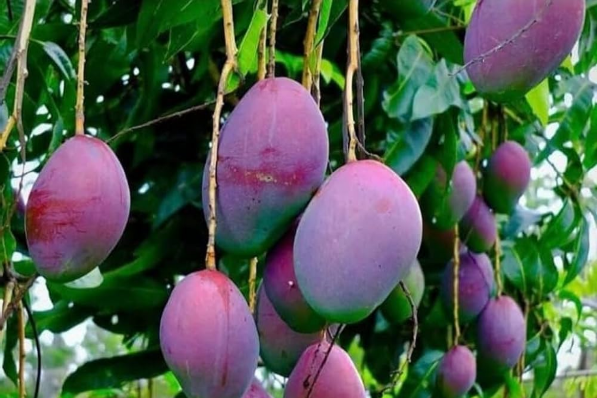 Grafted Palmer Mango Tree Starter 3'-4' - Large Juicy Purple Mangoes, Mangifera, Tropical Garden Plant