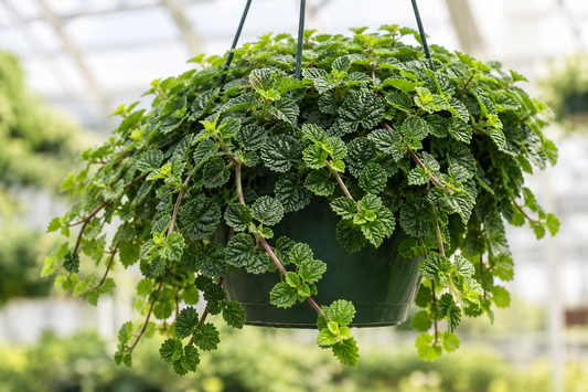 1 Creeping Charlie Friendship Plant | Pilea nummulariifolia Live Bare Root Plants | Fast-Growing Ground Cover or Hanging Plant