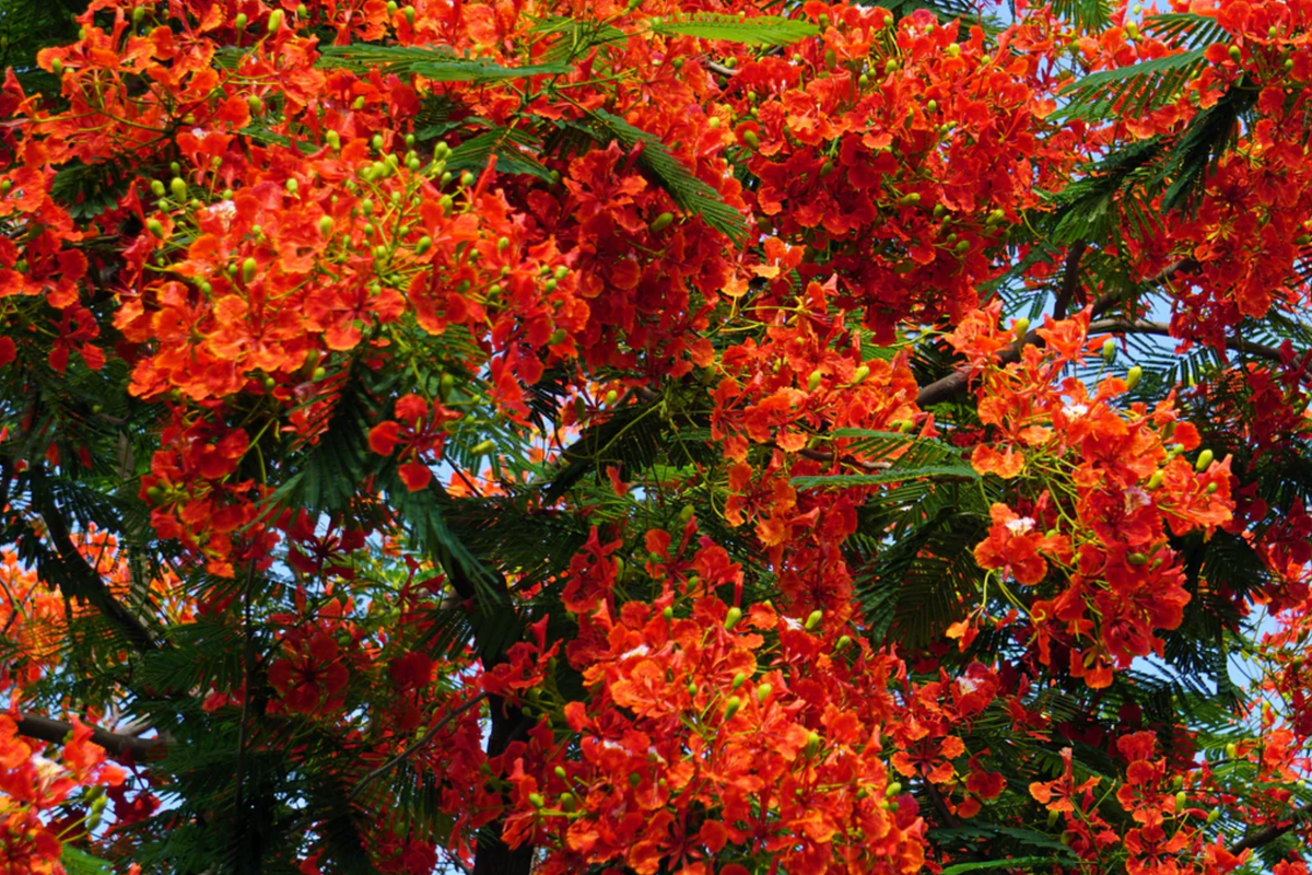 Giant Flame Tree Starter Plant 5 ft Royal Poinciana Delonix Regia Exotic Tropical with Stunning Red Flowers