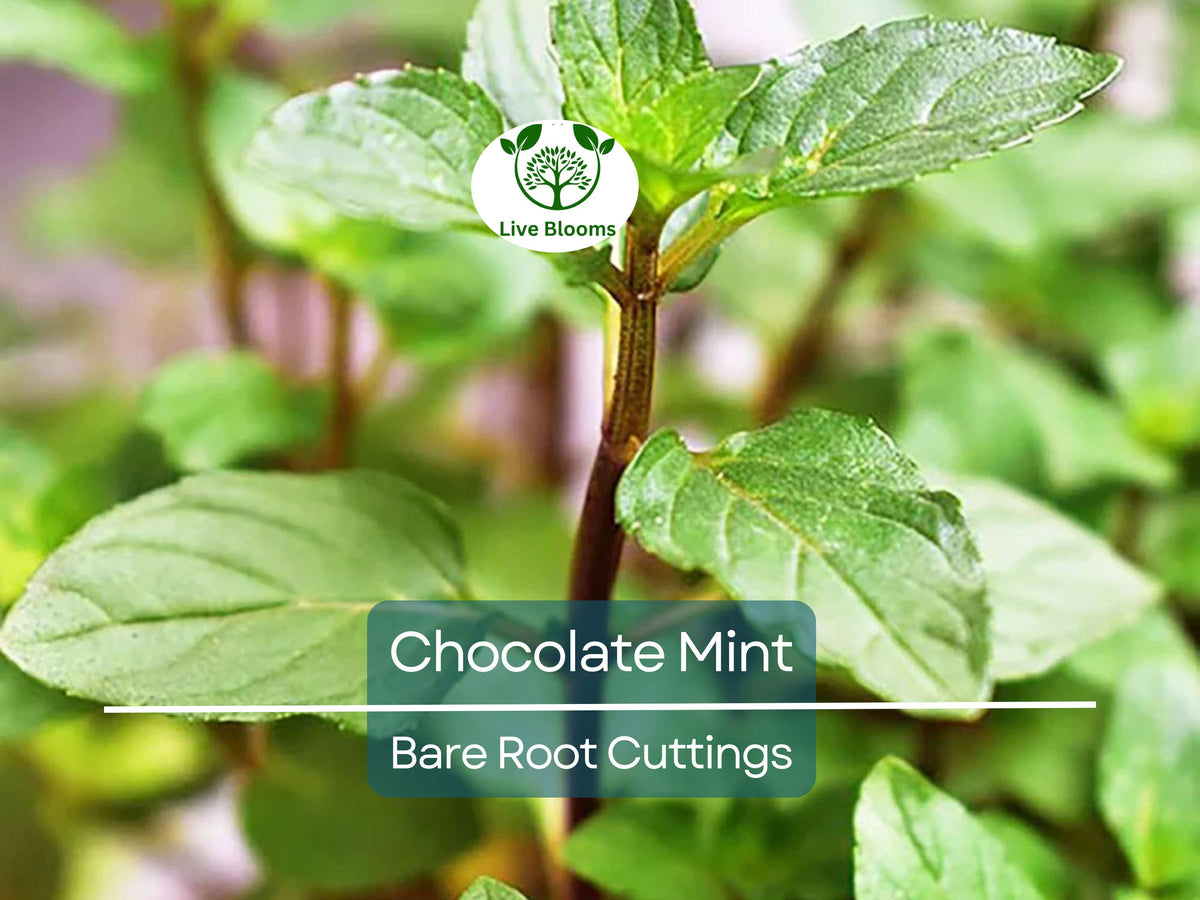 Chocolate Mint Bare Root Cuttings - 6 Fresh Aromatic Herb Cuttings, Mentha x piperita, Sweet Flavor for Tea & Cooking