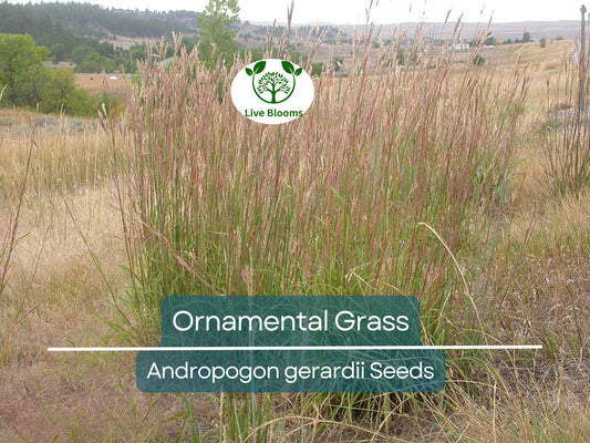1,000 Ornamental Grass Seeds | Big Blue | Andropogon gerardii | Hardy, Low-Maintenance, Drought-Tolerant Landscaping Plant