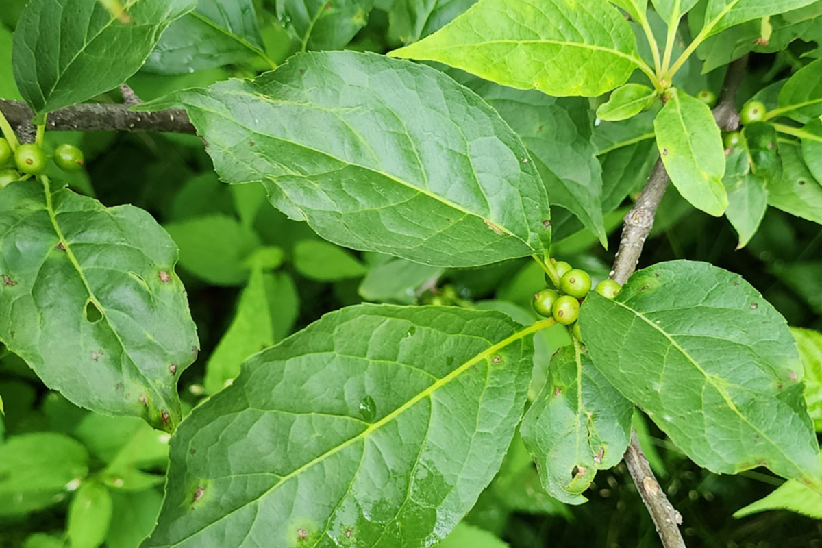 500mg Ilex Montana Seeds | Mountain Holly Evergreen Shrub | Hardy Berry Plant | Wildlife-Friendly | USDA Zones 5-8