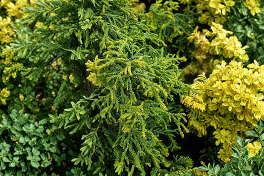 Hinoki Cypress 'Torulosa' Twisted Japanese Conifer Dwarf Evergreen Bonsai Tree 4 Inch Pot