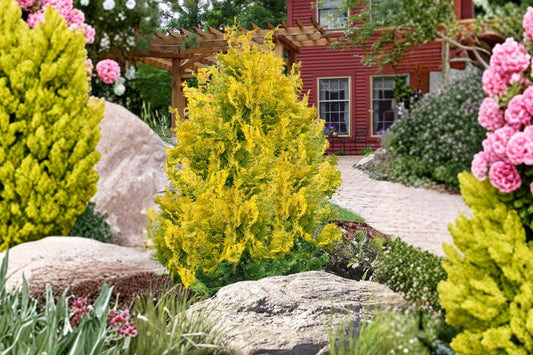 Miniature Dwarf Conifer Bonsai Plant | Golden Hinoki Cypress 'Gold Hage' | Japanese Cypress Tree | Small Evergreen Shrub