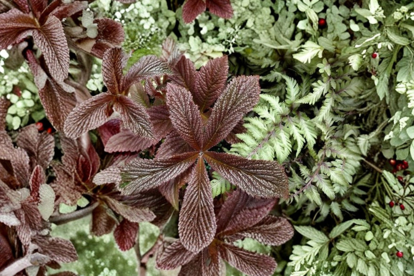 Rodgersia 'Bronze Peacock' Shade Garden Plant | Dark Foliage Perennial | Large Leaf Moisture-Loving Plant | Tropical Look | 1 Gallon