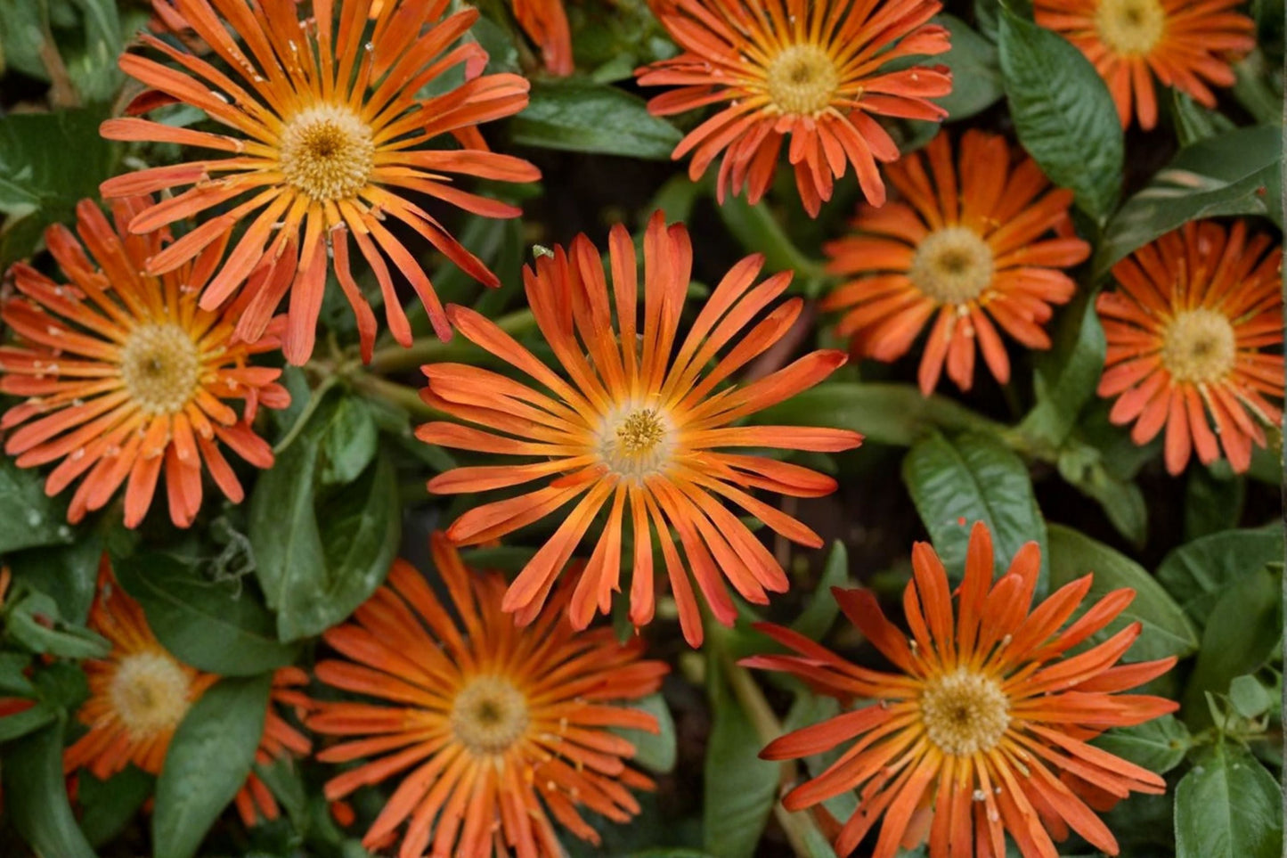 Orange Ice Plant Groundcover 3.5" Pot | Drought Tolerant Succulent | Delosperma Ocean Sunset Orange Glow | Hardy Rock Garden Plant
