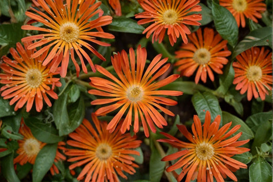 Orange Ice Plant Groundcover 3.5" Pot | Drought Tolerant Succulent | Delosperma Ocean Sunset Orange Glow | Hardy Rock Garden Plant