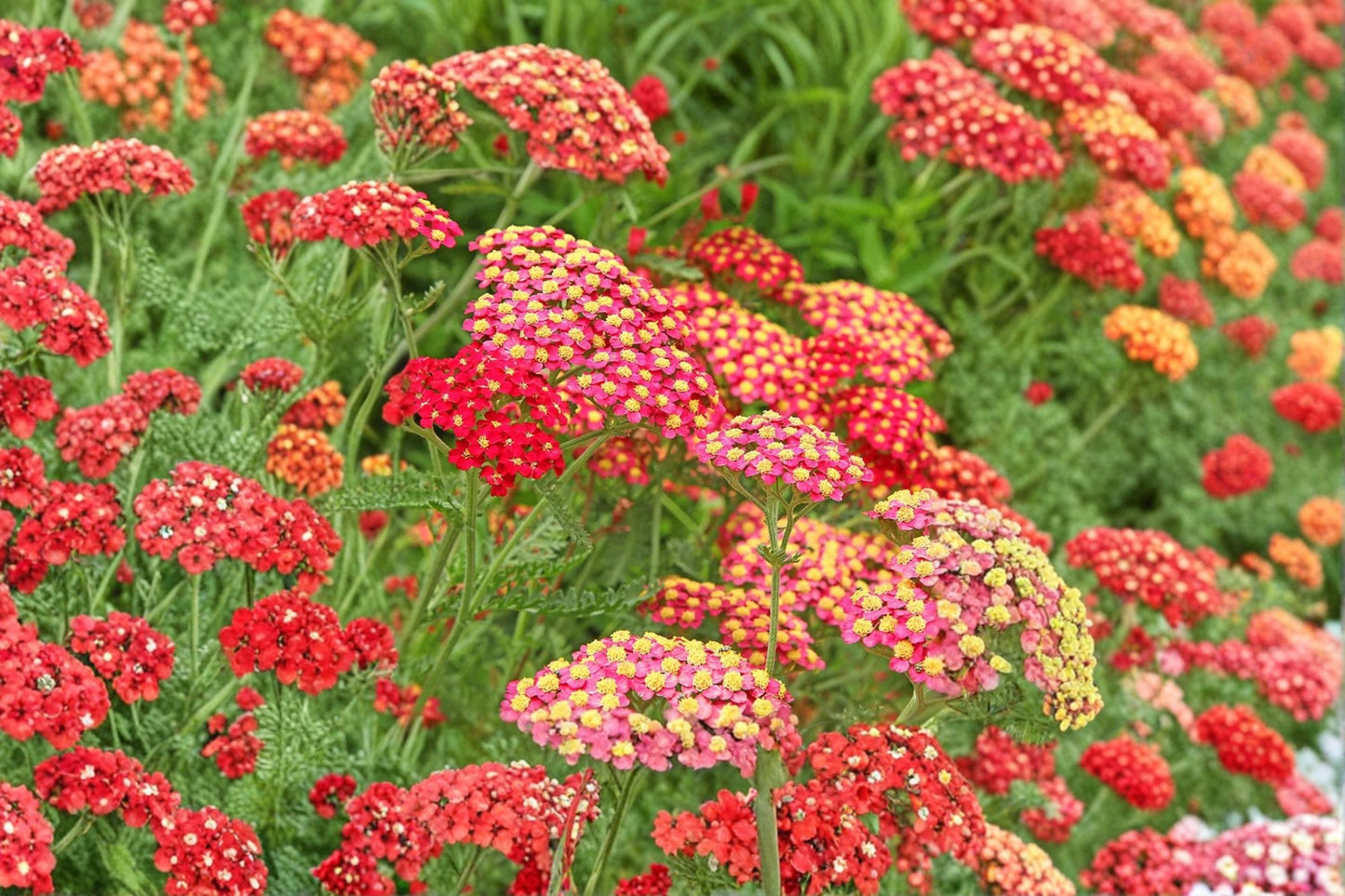 Yarrow 'Paprika' Red Achillea Perennial Plant 3.5" Pot Drought Tolerant Pollinator Garden Flower