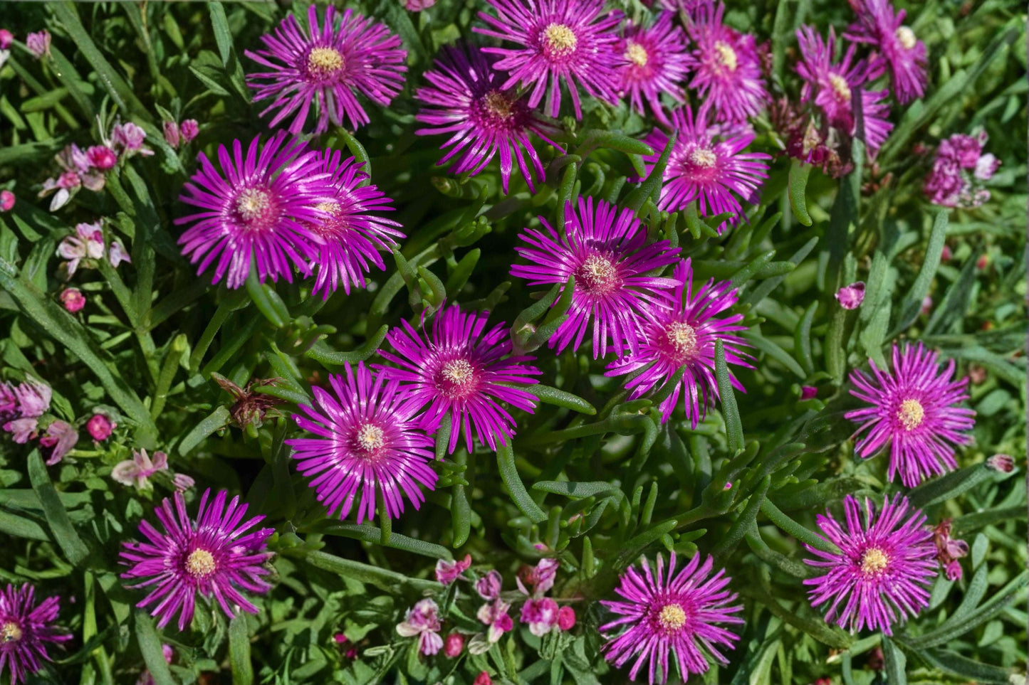 Purple Ice Plant ‘Desert Dancers’ | Drought Tolerant Succulent Groundcover | Hardy Rock Garden Plant | Plug