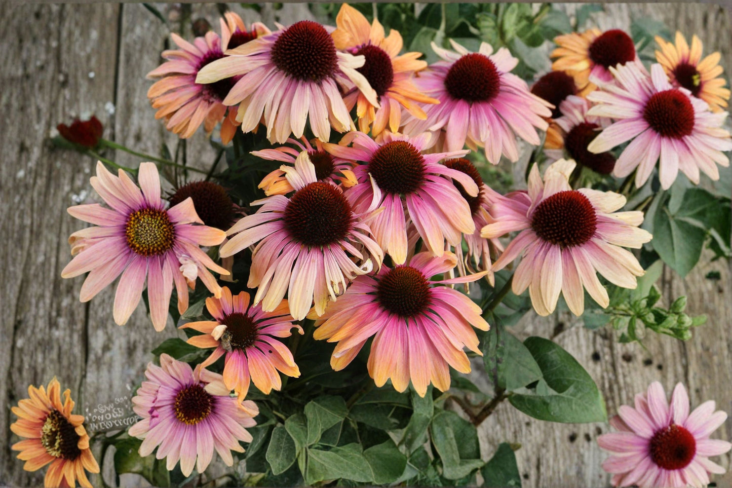 Rainbow Marcella Coneflower Live Plant or Bare Root – Bicolor Echinacea Pollinator Garden Perennial