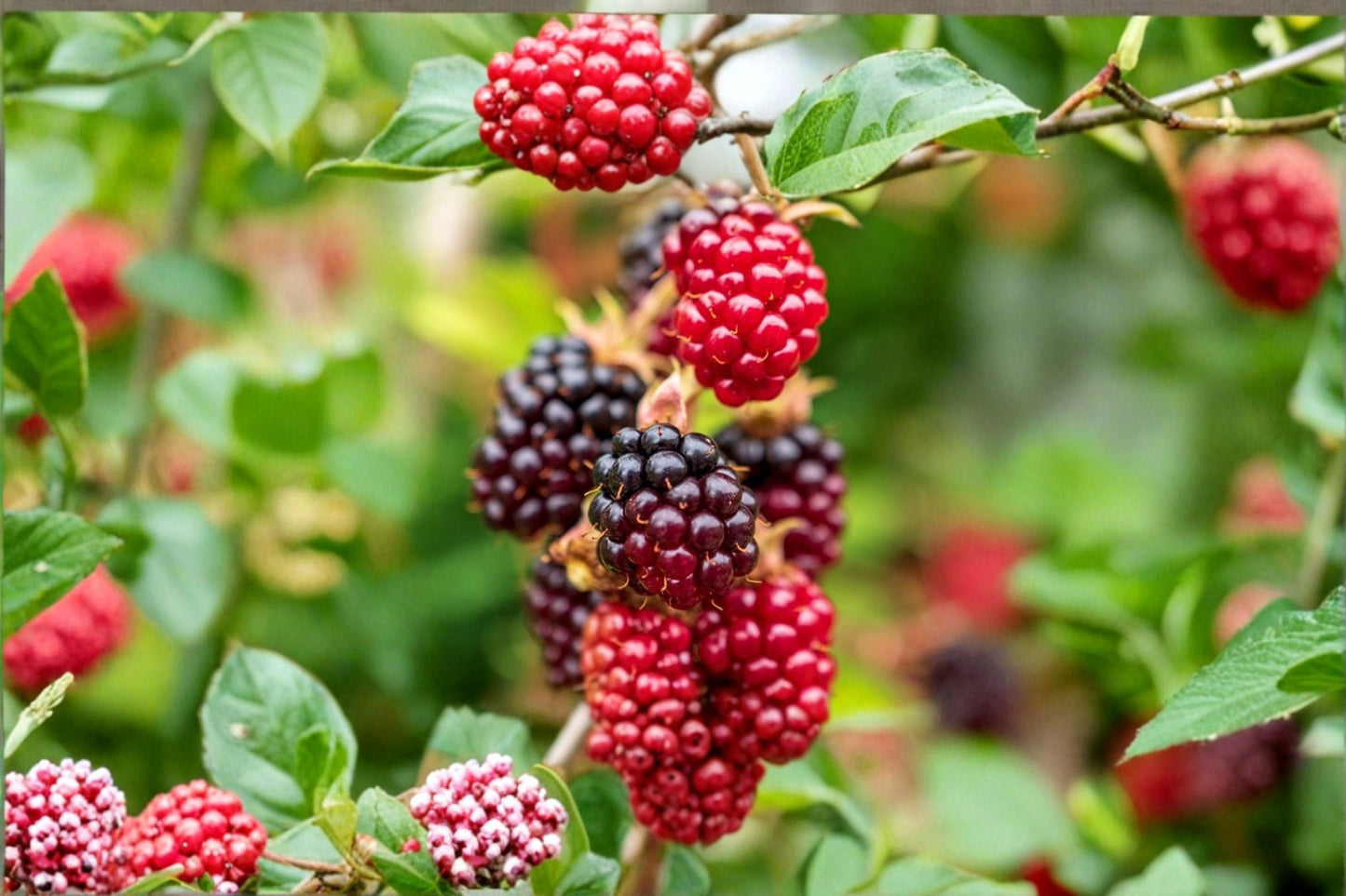 Thornless Boysenberry Plant | Blackberry Raspberry Hybrid | Live Edible Fruit Vine for Garden or Patio