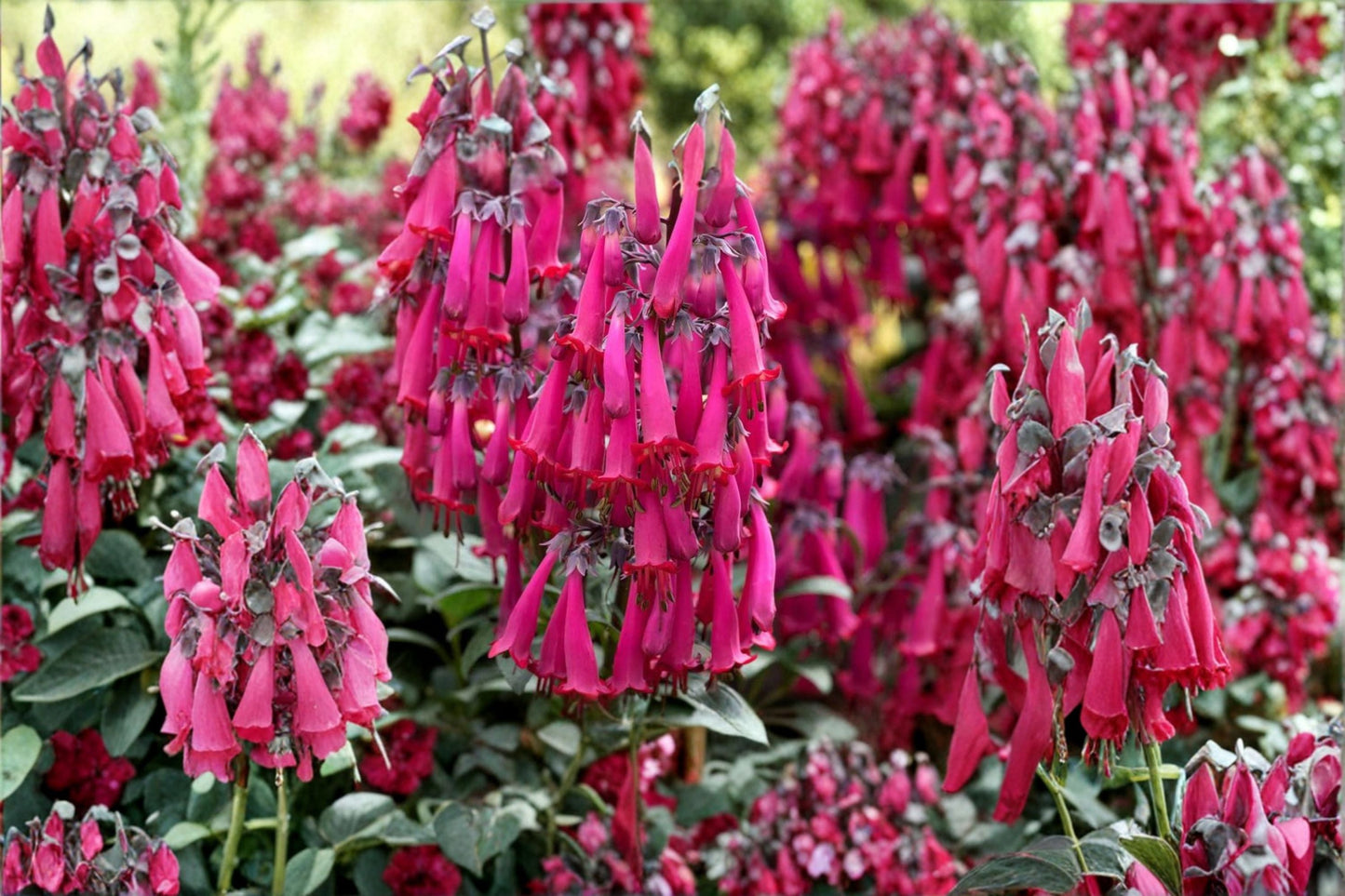 Pink Cape Fuchsia Plant ‘Pink Sensation’ | Hummingbird-Attracting Perennial Shrub | Phygelius perennials | 1 Gallon Live Plant