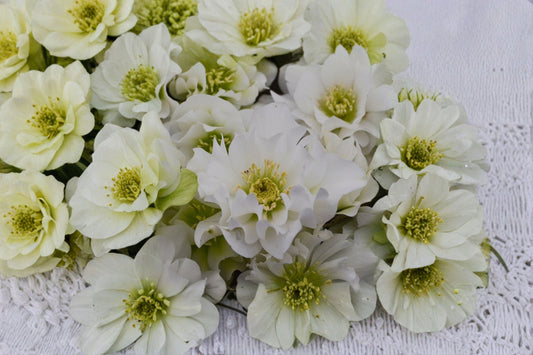 Hellebore ‘Father of the Bride’ White Lenten Rose Plant | Shade Perennial Winter Blooming Flower | Wedding Party Series
