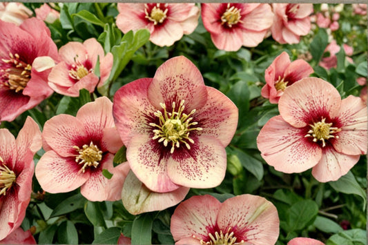 Hellebore ‘Sandy Shores’ Apricot Lenten Rose Shade Perennial Winter Blooming Flower Honeymoon Series