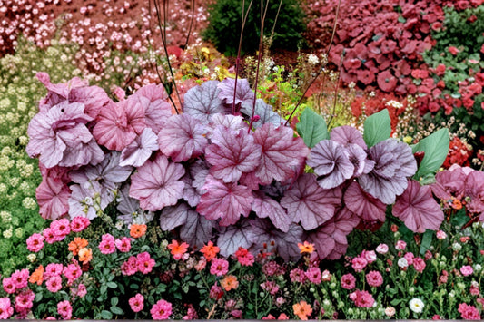 Heuchera ‘Georgia Plum’ Purple Coral Bells Evergreen Shade Perennial Live Plant Plug Foliage Plant
