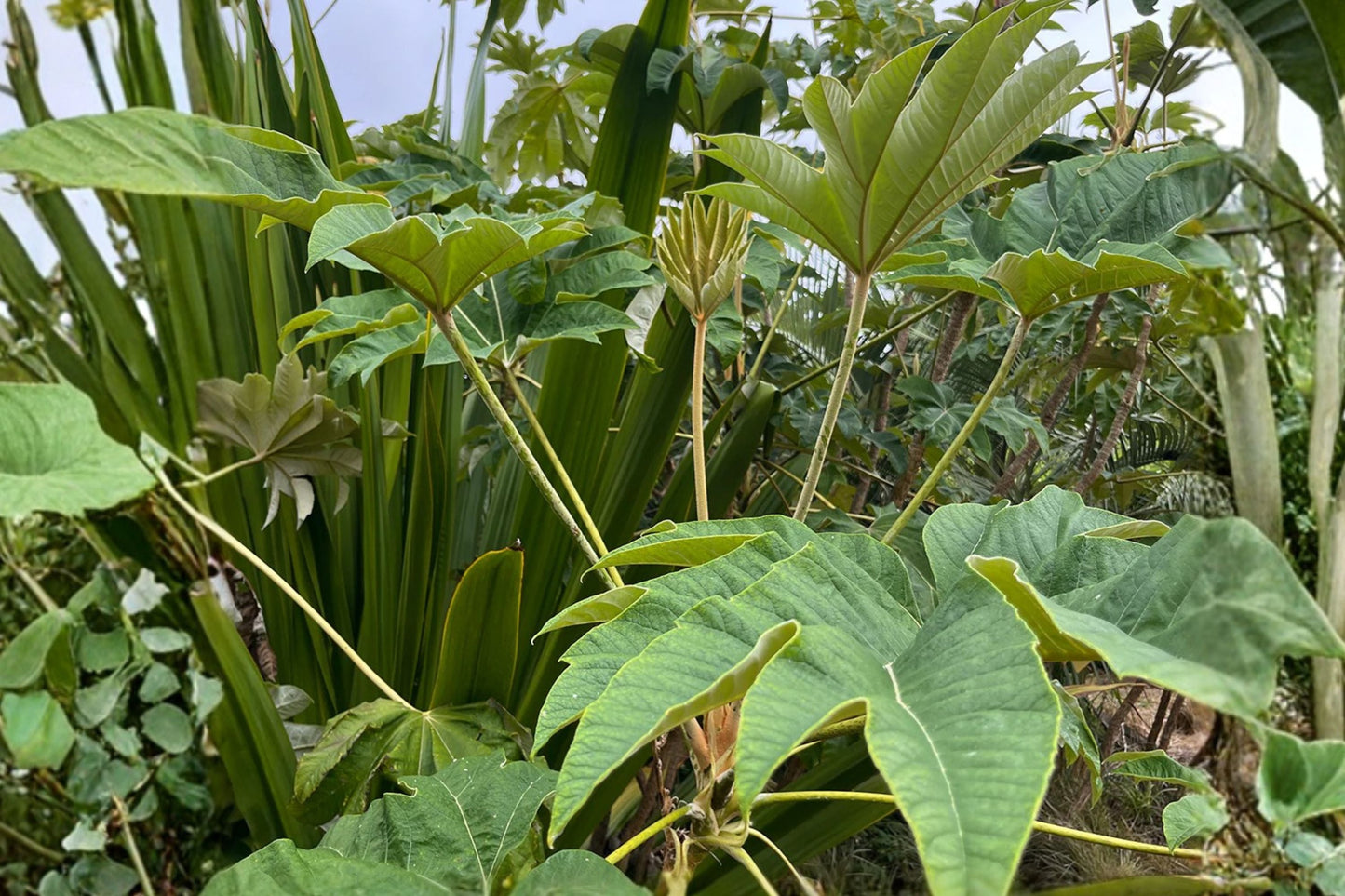 Tetrapanax Rex Live Plant | Giant Tropical Leaf | Rice Paper Plant | Fast Growing Privacy Screen | Exotic Garden Plant