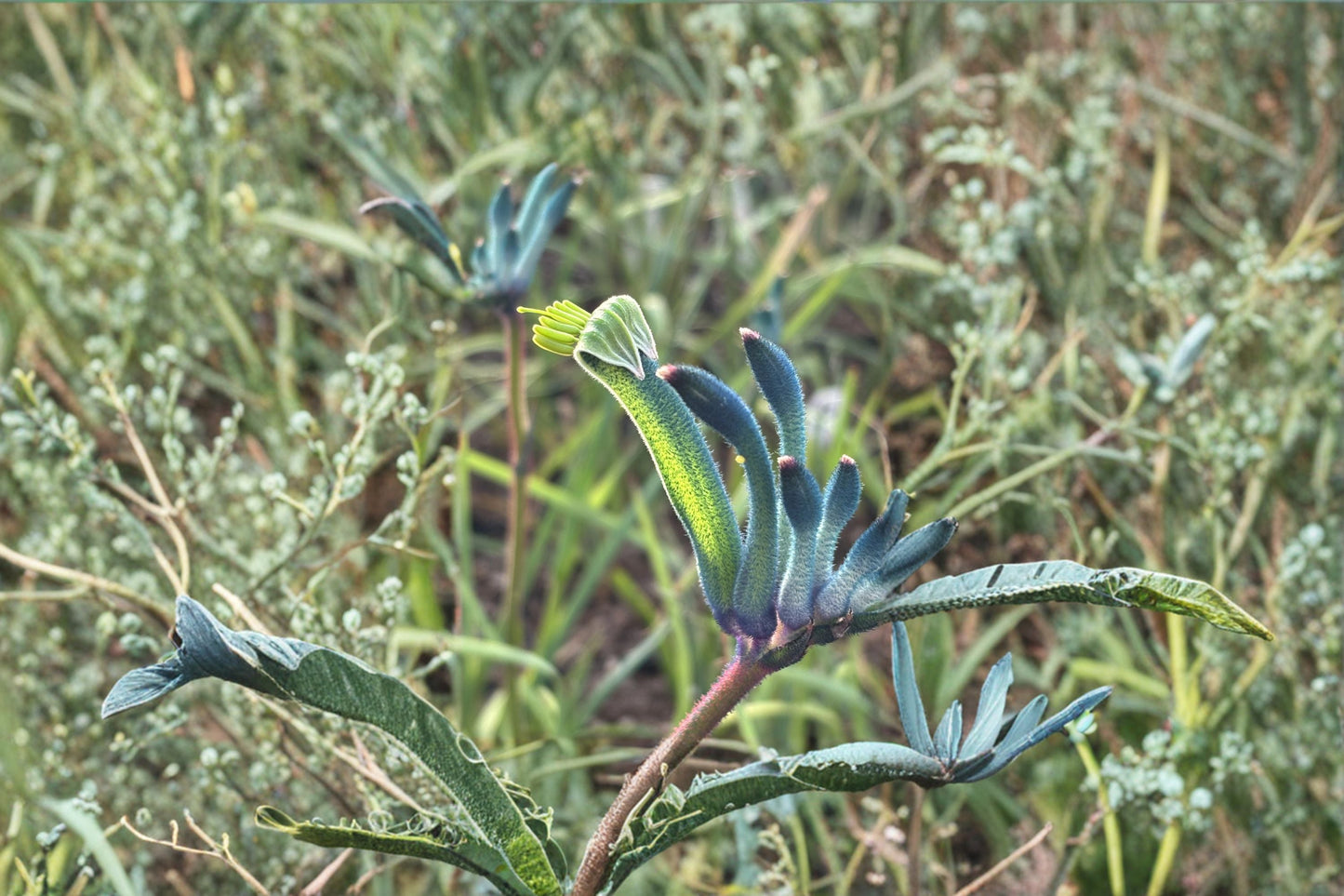 Blue Kangaroo Paw ‘Masquerade’ | Rare Anigozanthos Plant with Purple Teal Flowers | Drought Tolerant Live Plant