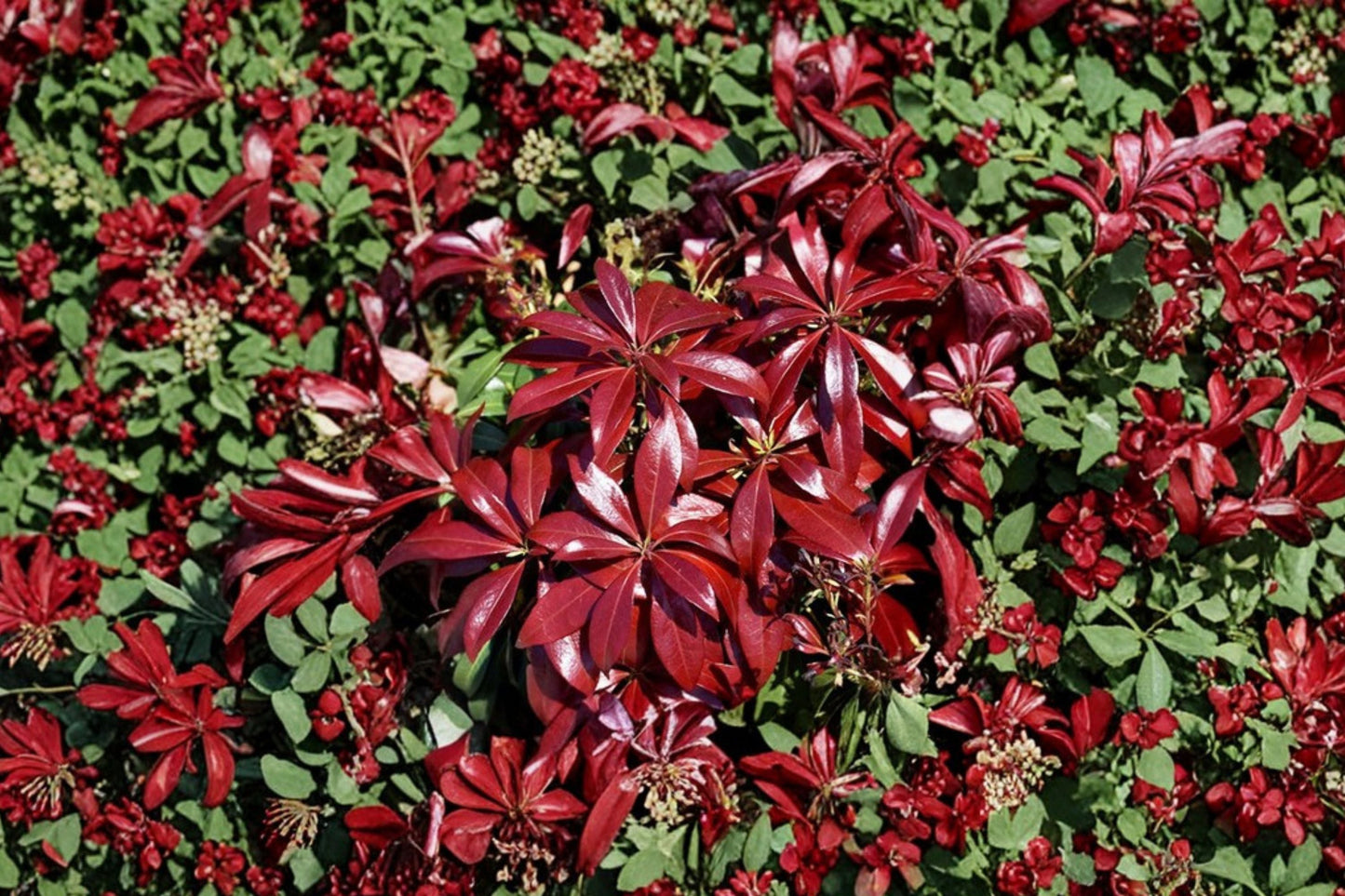 Pieris ‘Glowing Hearts’ Shade Evergreen Shrub 1 Gallon Japanese Andromeda Plant Red New Growth Acid-Loving Landscape