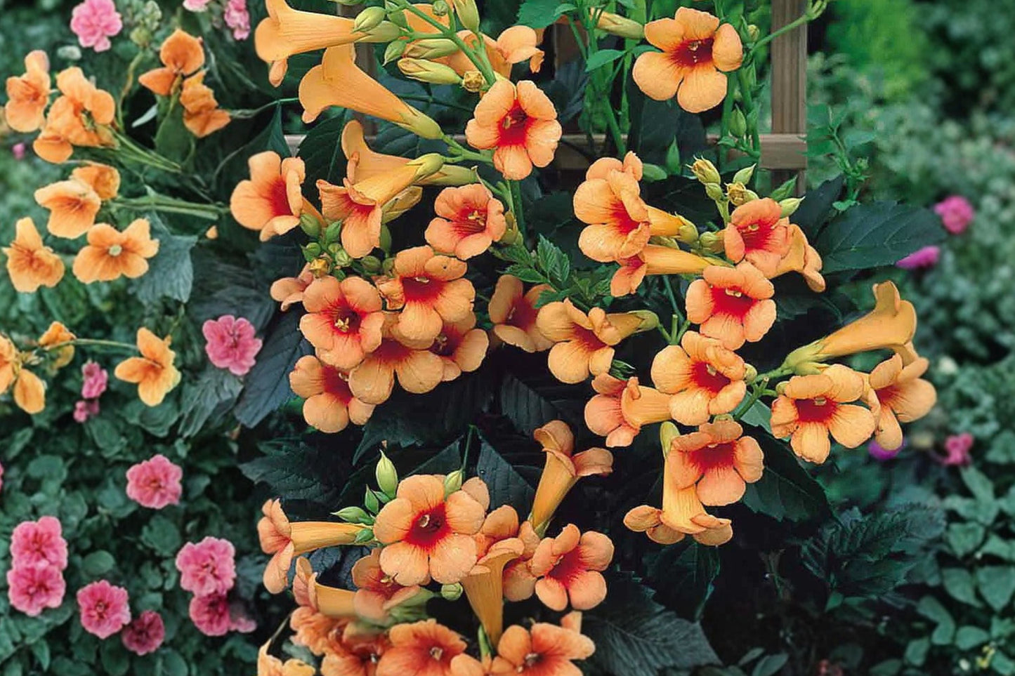Trumpet Vine ‘Indian Summer’ 1 Gallon | Orange Flowering Climbing Hummingbird Vine | Fast Growing Privacy Trellis Plant