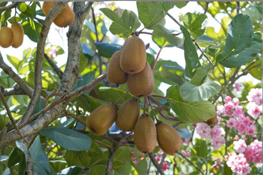 Hardy Kiwi ‘Red Beauty’ Female Plant | Edible Actinidia kolomikta Vine | Cold Hardy Fruit Plant for Garden Growth