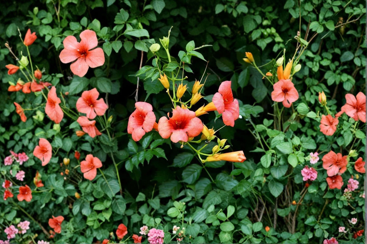 Trumpet Vine Madame Galen 1 Gallon | Hummingbird Climbing Plant | Orange Flowering Privacy Vine | Fast Growing Trellis Plant