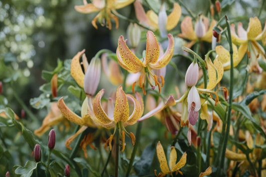 Martagon Lily Bulb Peppard Gold | Shade-Tolerant Turk’s Cap Lily | Rare Yellow Woodland Garden Plant