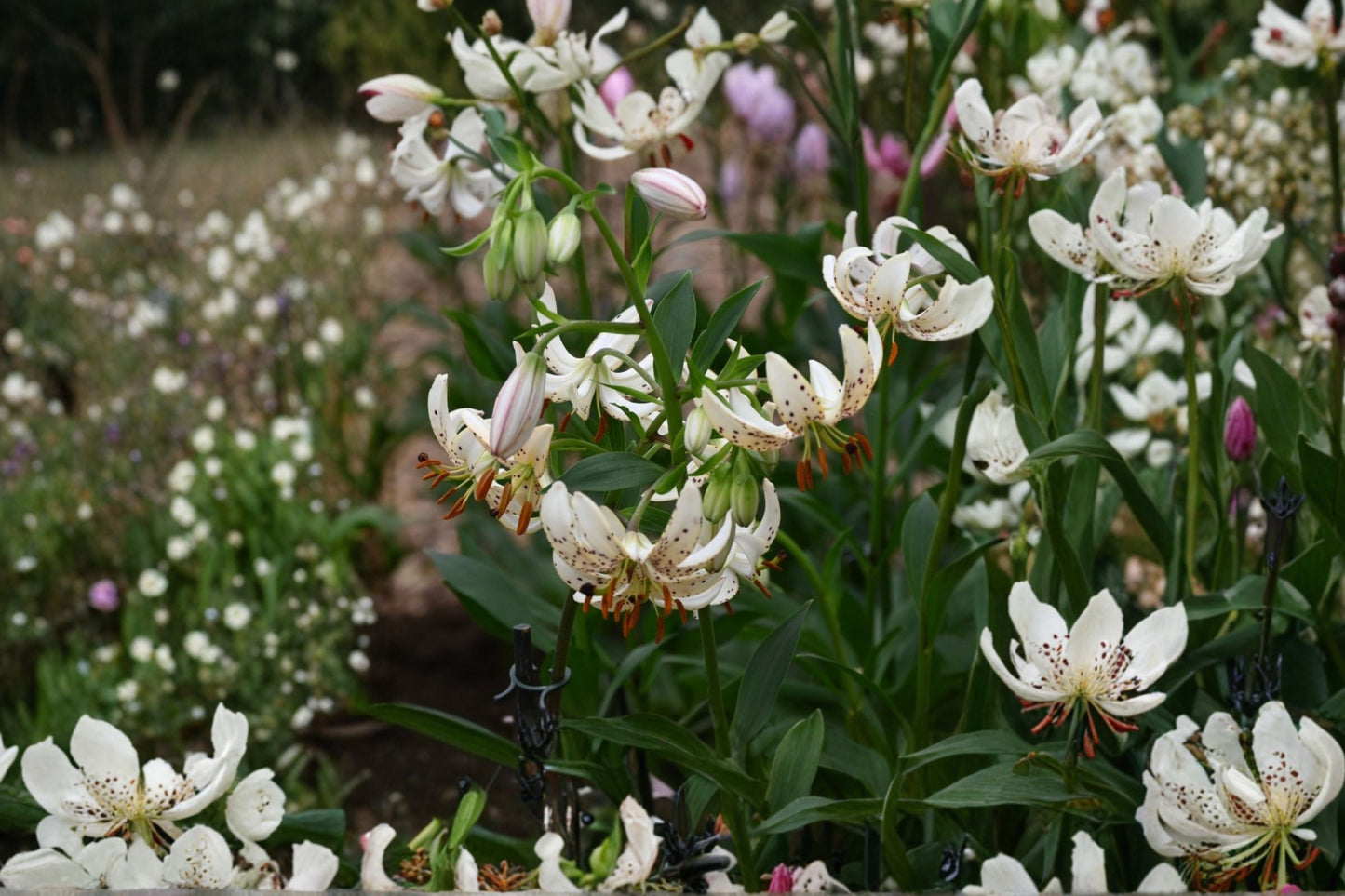 White Martagon Lily Bulb ‘Albi Morning’ | Shade-Tolerant Perennial Flower | Turk’s Cap Lily | Rare Woodland Flower | Lily Bulb