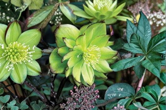 Hellebore ‘Jade Tiger’ Lenten Rose Shade Perennial Winter Jewels Series Evergreen Garden Plant