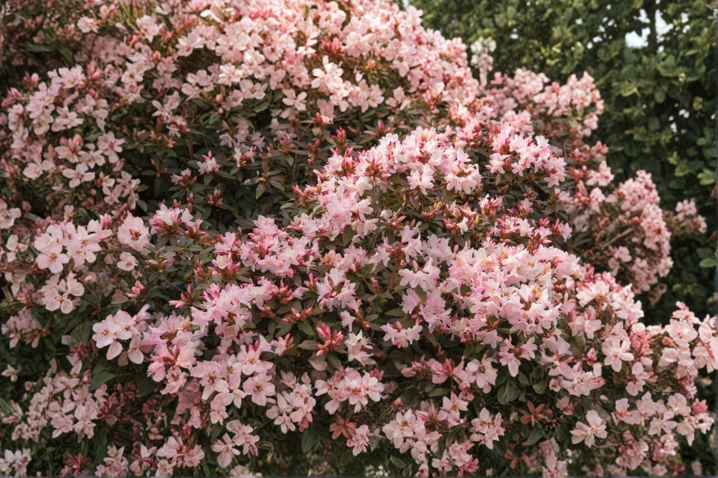 Rhododendron ‘Crete’ Dwarf Evergreen Shrub 1 Gallon Pink to White Blooms Shade Garden Plant Compact Rhododendron