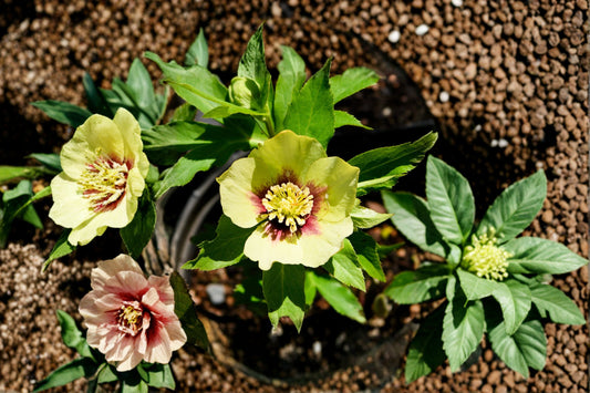 Hellebore ‘Irish Luck’ Lenten Rose Plant | Evergreen Shade Perennial | Winter Blooming Flower | Deer Resistant | Honeymoon Series